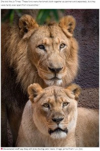 ともに21歳と高齢だったフーベルトとカリサ（画像は『Daily Star　2020年8月1日付「Inseparable lion and lioness put to death by zoo so they won’t live without each other」（Image: Jamie Pham/ L.A. Zoo）』のスクリーンショット）
