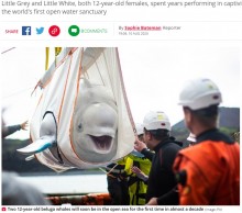 【海外発！Breaking News】2頭のシロイルカ約9600kmの大移動　中国の水族館からアイスランドの保護区の海へ＜動画あり＞