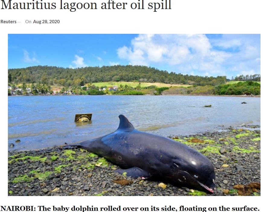 海岸に打ち上げられたイルカ（画像は『ARY News　2020年8月28日付「Dying mother dolphin struggles to save baby in Mauritius lagoon after oil spill」』のスクリーンショット）