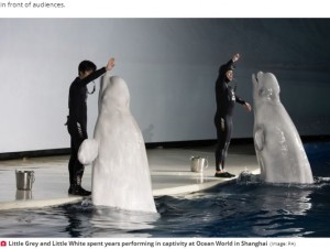 イルカショー中のリトル・ホワイトとリトル・グレイ（画像は『Daily Star　2020年8月10日付「Adorable beluga whale friends return to the ocean for first time in 10 years」（Image: PA）』のスクリーンショット）