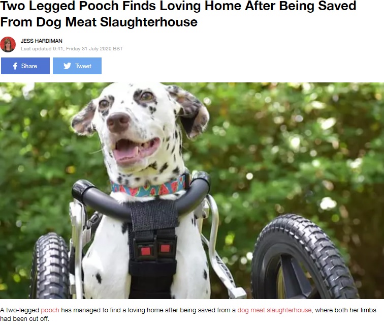 犬用の車椅子に乗るダルメシアン（画像は『LADbible 2020年7月31日付「Two Legged Pooch Finds Loving Home After Being Saved From Dog Meat Slaughterhouse」（Credit: Media Drum World/@emmarooonlyhastwo）』のスクリーンショット）