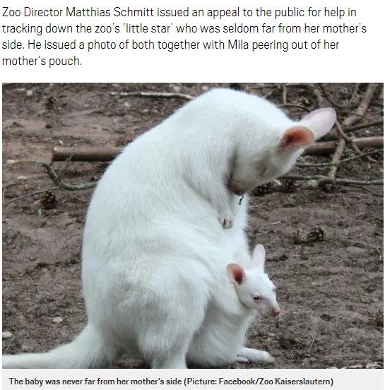 動物園スタッフも「ミラが見つかりますように」と願う（画像は『Metro　2020年8月22日付「Missing baby albino kangaroo ‘may have been stolen’ from zoo」（Picture: Facebook/Zoo Kaiserslautern）』のスクリーンショット）