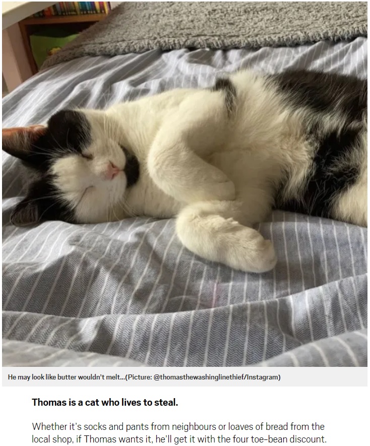 泥棒猫の“トーマス”（画像は『Metro　2020年8月22日付「Scottish cat has been thieving socks and pants and shoplifting bread for eight years」（Picture: ＠thomasthewashinglinethief/Instagram）』のスクリーンショット）