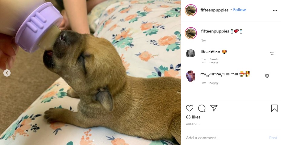 哺乳瓶からミルクを飲む子犬（画像は『Lil Mama ＋ 15　2020年8月5日付Instagram』のスクリーンショット）
