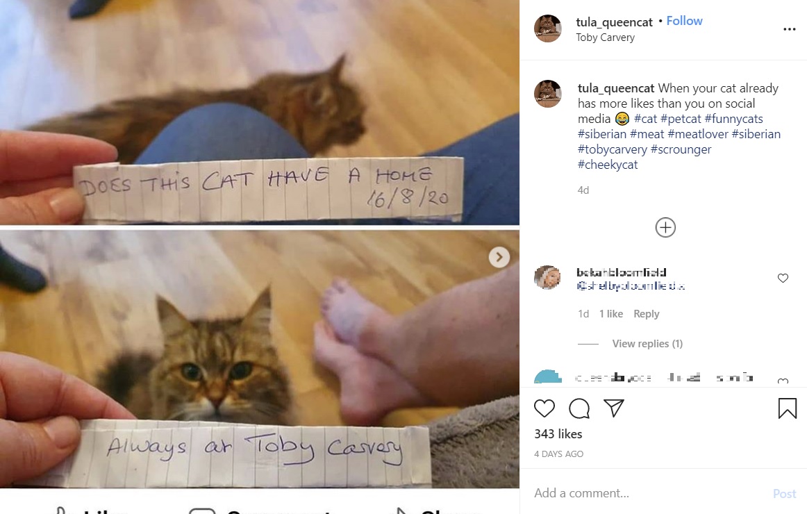 トゥーラの首に巻かれていたメモ（画像は『Tula Cat　2020年8月19日付Instagram「When your cat already has more likes than you on social media」』のスクリーンショット）
