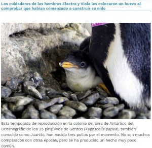 親ペンギンが作った小石の巣でくつろぐ赤ちゃん（画像は『Oceanogràfic de València　2020年8月17日付「Dos pingüinos hembras incuban un huevo de otra pareja y logran criar un pollo en el Oceanogràfic」』のスクリーンショット）