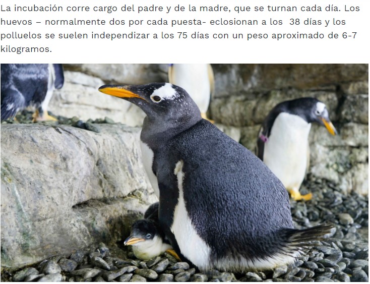 独り立ちするまでの約75日間は親ペンギンが赤ちゃんの世話を（画像は『Oceanogràfic de València　2020年8月17日付「Dos pingüinos hembras incuban un huevo de otra pareja y logran criar un pollo en el Oceanogràfic」』のスクリーンショット）