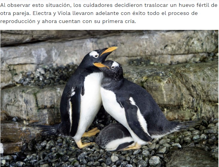 卵を孵化させ子育て中の雌のカップル（画像は『Oceanogràfic de València　2020年8月17日付「Dos pingüinos hembras incuban un huevo de otra pareja y logran criar un pollo en el Oceanogràfic」』のスクリーンショット）