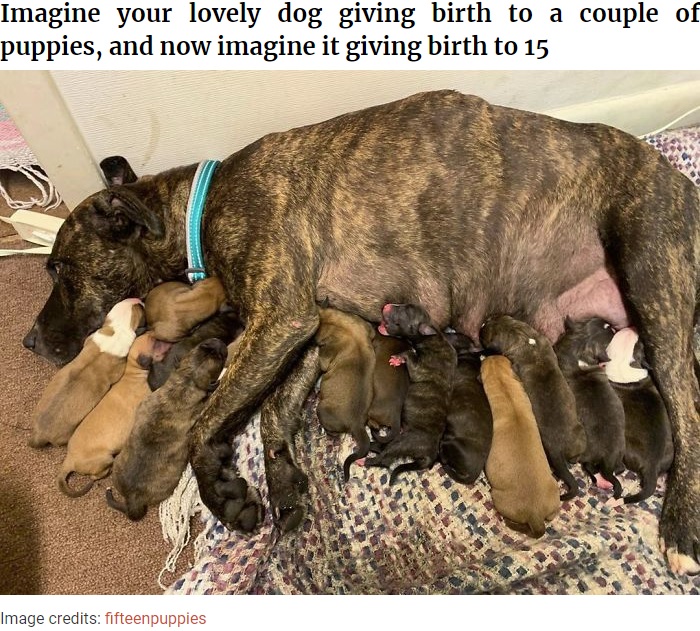 保護した野良犬から15匹の子犬が誕生（画像は『Bored Panda　2020年8月12日付「This Pregnant Stray Canine Shocked Its Rescuers By Giving Birth To 15 Puppies」（Image credits: fifteenpuppies）』のスクリーンショット）