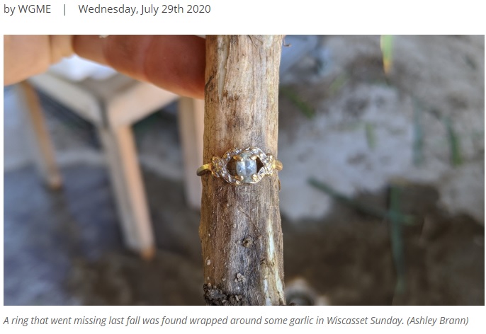 指輪が見事にはまったニンニクの茎（画像は『FOX23　2020年7月29日付「Missing ring found wrapped around growing garlic in Wiscasset」（Ashley Brann）』のスクリーンショット）