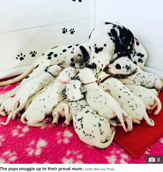 大好きなママと一緒の子犬たち（画像は『The Sun　2020年8月28日付「SPOTTY AND SWEET Dalmatian pups cuddle up for a nap after their mum spent 15 hours in labour」（Credit: Mercury Press）』のスクリーンショット）