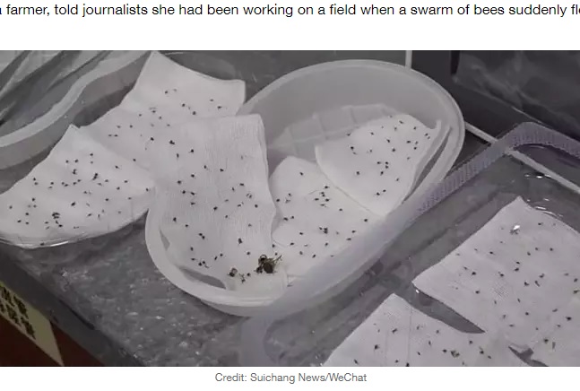 ファンさんから抜かれた針（画像は『LADbible　2020年8月28日付「​Woman Has To Have More Than 400 Bee Stings Removed From Body」（Credit: Suichang News/WeChat）』のスクリーンショット）