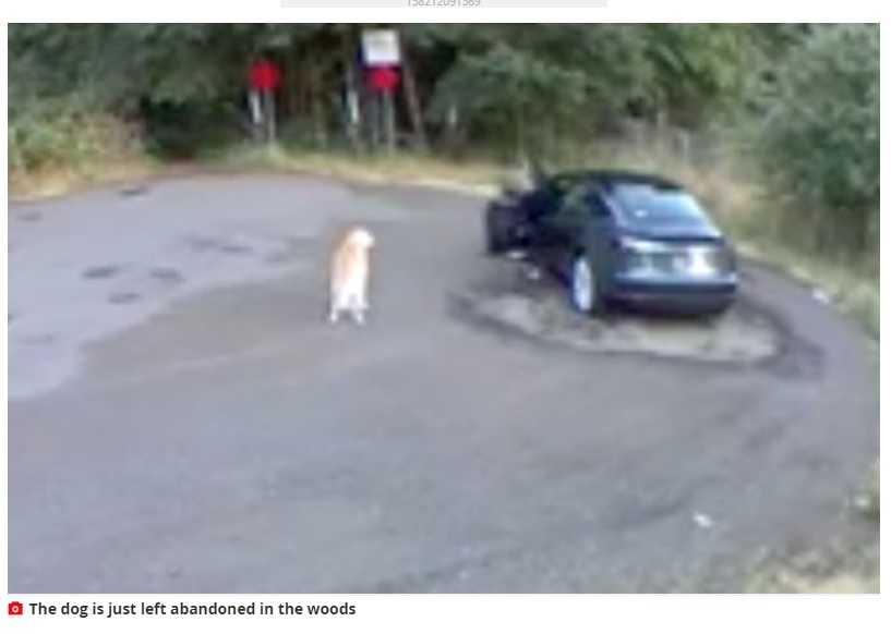 防犯カメラに映った置き去りにされた犬（画像は『Mirror　2020年8月8日付「Confused dog wags tail in excitement as cruel owner abandons at side of road」』のスクリーンショット）