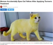 【海外発！Breaking News】感染症治療のためターメリックを塗られた猫、ピカチュウのような黄色に染まる（タイ）