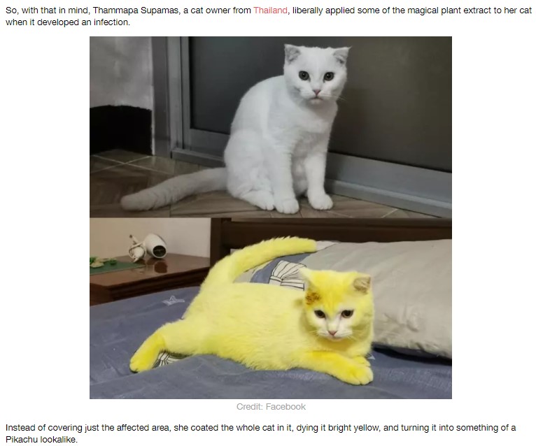 真っ白だった“Ka-Pwong”がターメリックで真っ黄色に（画像は『LADbible　2020年8月26日付「Woman Accidentally Dyes Cat Yellow After Applying Turmeric Treatment」（Credit: Facebook）』のスクリーンショット）