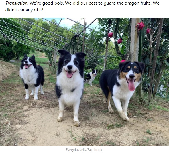 ドラゴンフルーツ農園での4頭（画像は『9GAG  2020年9月4日付「Dogs Went Harvesting With Owner, Couldn’t Resist The Fruit’s Calling」（EverydayKelly/Facebook）』のスクリーンショット）