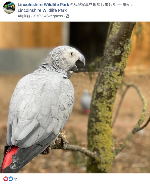 来園客を口汚く罵った大型インコのヨウム（画像は『Lincolnshire Wildlife Park　2020年9月29日付Facebook「The famous swearing parrots unveiled....」』のスクリーンショット）