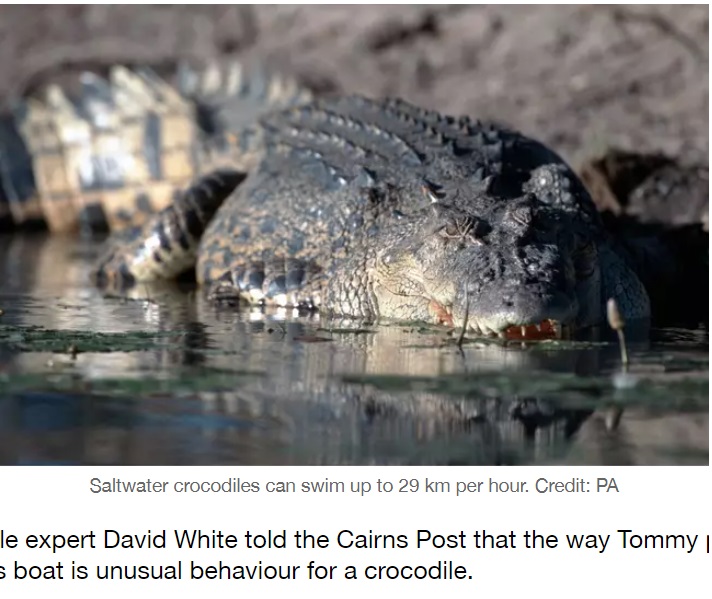 撮影されたものと同種の野生のクロコダイル（画像は『LADbible　2020年9月11日付「Enormous Saltwater Crocodile Races Boat In Far North Queensland」（Credit: PA）』のスクリーンショット）