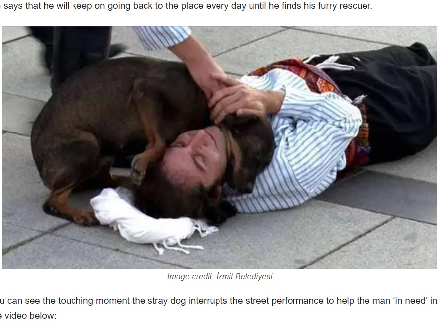 演技で倒れこむ俳優に駆け寄る野良犬（画像は『I Heart Intelligence.com　2020年9月15日付「Stray Dog Interrupts Performance To Help Actor Pretending To Be Hurt」（Image credit: İzmit Belediyesi）』のスクリーンショット）