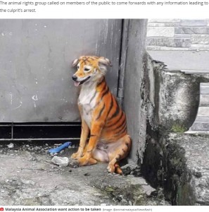 路上で生活する犬（画像は『Mirror　2020年8月31日付「Stray dog painted to look like a tiger leaving animal rights group horrified」（Image: ＠animalmalaysia/Newsflash）』のスクリーンショット）