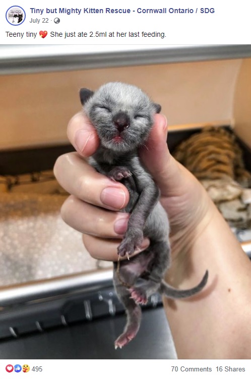 手のひらにすっぽり入るほど小さかったジャニー（画像は『Tiny but Mighty Kitten Rescue - Cornwall Ontario / SDG　2020年7月22日付Facebook「Teeny tiny」』のスクリーンショット）