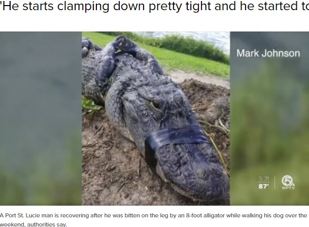 捕獲された体長2.4メートルのワニ（画像は『WPTV.com　2020年9月18日付「Port St. Lucie man attacked by 8-foot alligator while walking dog」』のスクリーンショット）