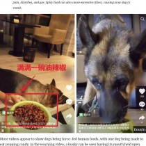 【海外発！Breaking News】犬に無理やり唐辛子や弾けるキャンディーを与える「食べる放送」が物議（中国）