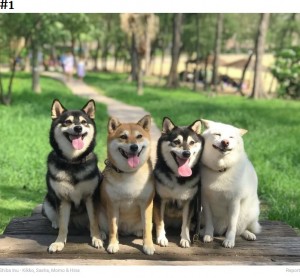 笑顔を見せる柴犬たち（画像は『Bored Panda　2020年9月10日付「‘We All Have This Friend’: Shiba Inu Goes Viral For Constantly Ruining Group Pics」（Shiba Inu - Kikko, Sasha, Momo ＆ Hina）』のスクリーンショット）