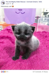 可愛いジャニー（画像は『Tiny but Mighty Kitten Rescue - Cornwall Ontario / SDG　2020年8月15日付Facebook「Ridiculously cute!」』のスクリーンショット）