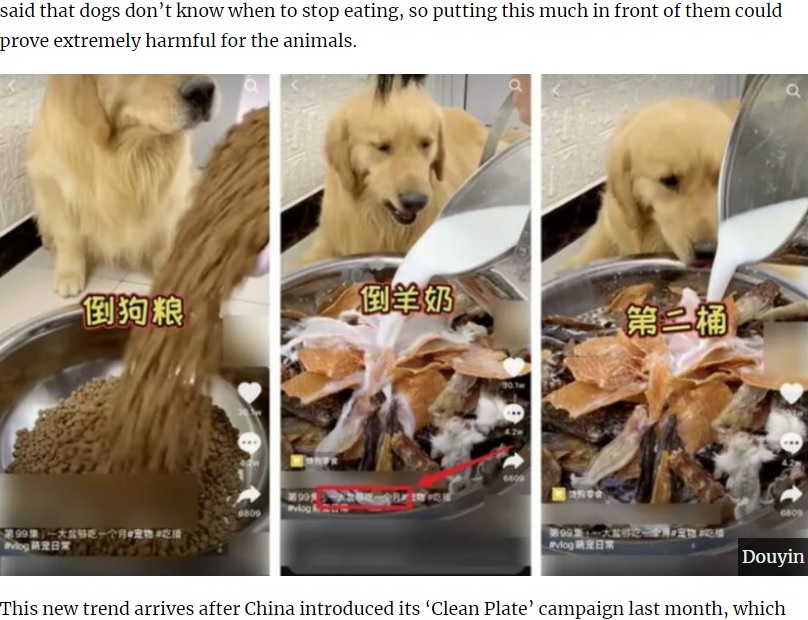 大量の餌を与えられるゴールデン・レトリバー（画像は『UNILAD　2020年9月18日付「Influencers Force-Feeding Dogs Online Under Fire After Mukbang Videos Banned In China」（Douyin）』のスクリーンショット）