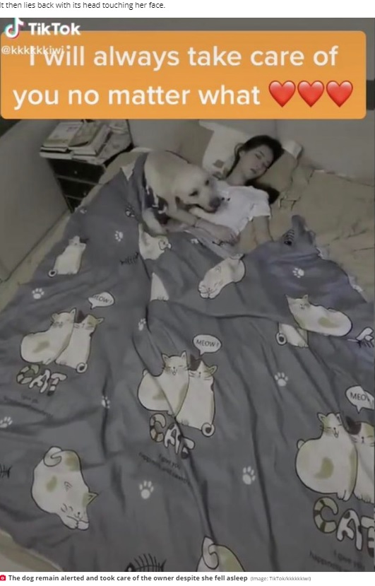 寝ている飼い主に寄り添うラブラドール・レトリバー（画像は『Daily Star　2020年9月14日付「Dog camera captures moment Labrador lifts duvet over owner as she falls asleep」（Image: TikTok/kkkkkkiwi）』のスクリーンショット）