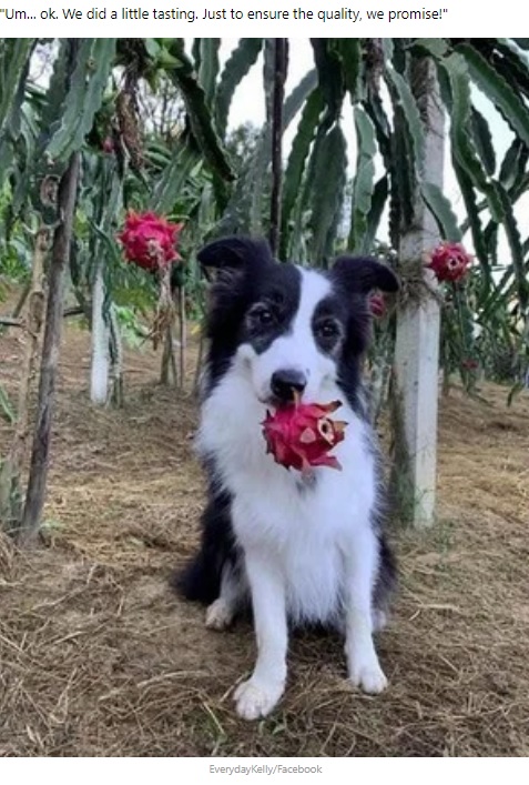 ドラゴンフルーツを口にくわえる犬（画像は『9GAG  2020年9月4日付「Dogs Went Harvesting With Owner, Couldn’t Resist The Fruit’s Calling」（EverydayKelly/Facebook）』のスクリーンショット）