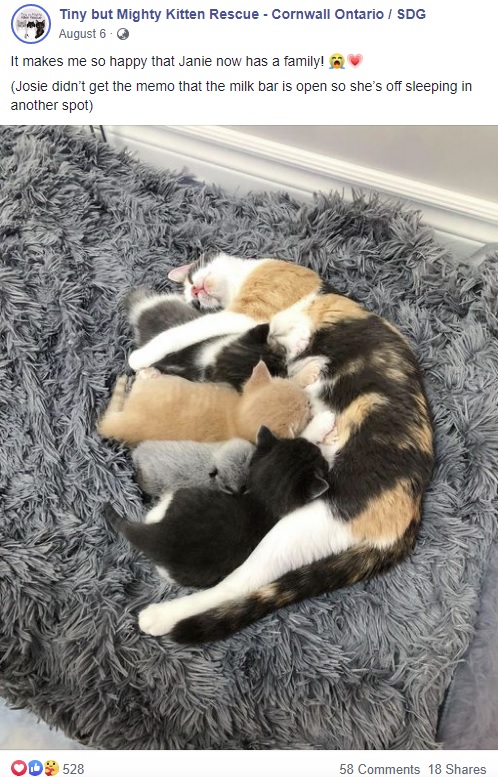 一緒にミルクを飲むジャニー（画像は『Tiny but Mighty Kitten Rescue - Cornwall Ontario / SDG　2020年8月6日付Facebook「It makes me so happy that Janie now has a family!」』のスクリーンショット）