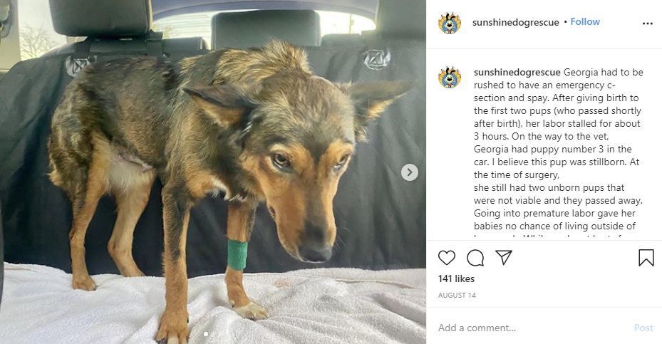 赤ちゃんを失って悲しむジョージア（画像は『Sunshine Dog Rescue　2020年8月14日付Instagram「Georgia had to be rushed to have an emergency c-section and spay.」』のスクリーンショット）