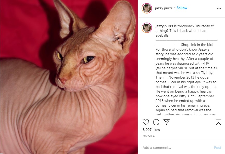 両目の眼球を摘出する前の猫（画像は『Jasper　2020年3月27日付Instagram「Is throwback Thursday still a thing?」』のスクリーンショット）
