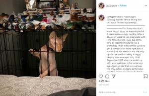 ケージに入るジャスパー（画像は『Jasper　2019年5月19日付Instagram「Rats! Foiled again.」』のスクリーンショット）