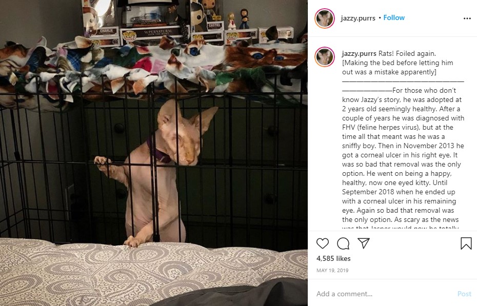 ケージに入るジャスパー（画像は『Jasper　2019年5月19日付Instagram「Rats! Foiled again.」』のスクリーンショット）