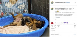 リラックスするジョージアと子猫たち（画像は『Sunshine Dog Rescue　2020年8月26日付Instagram「If you missed the news story about Georgia...」』のスクリーンショット）