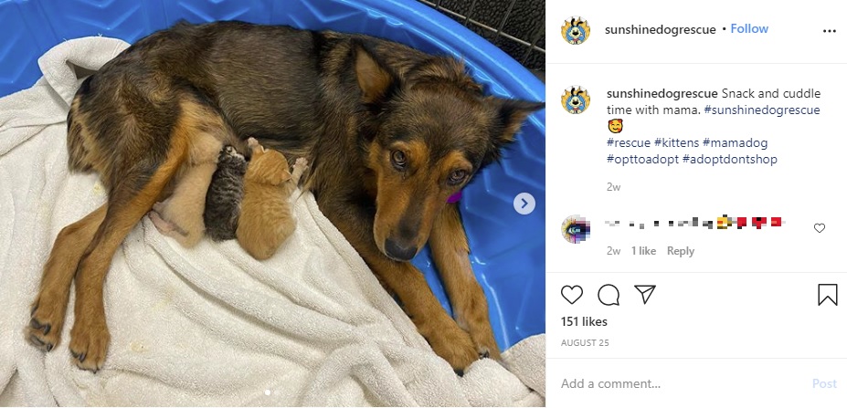 3匹の子猫に授乳する母犬（画像は『Sunshine Dog Rescue　2020年8月25日付Instagram「Snack and cuddle time with mama.」』のスクリーンショット）