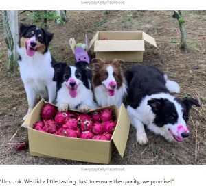 ドラゴンフルーツを食べてしまったのがバレバレの（左から）ケイラ、ケリー、ラファエル、モコ（画像は『9GAG  2020年9月4日付「Dogs Went Harvesting With Owner, Couldn’t Resist The Fruit’s Calling」（EverydayKelly/Facebook）』のスクリーンショット）