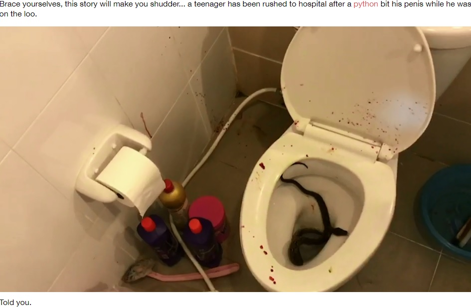 トイレの中に潜んでいたヘビ（画像は『LADbible　2020年9月9日付「Huge Python Bit Teenager’s Penis While He Was Sitting On The Loo」』のスクリーンショット）