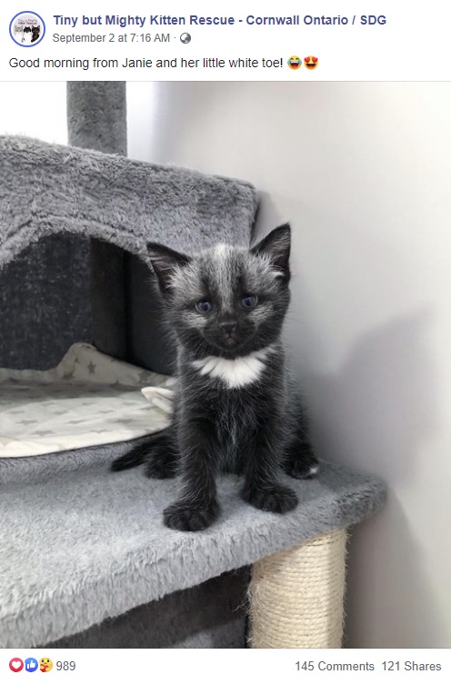 ずいぶんしっかりとしたジャニー（画像は『Tiny but Mighty Kitten Rescue - Cornwall Ontario / SDG　2020年9月2日付Facebook「Good morning from Janie and her little white toe!」』のスクリーンショット）