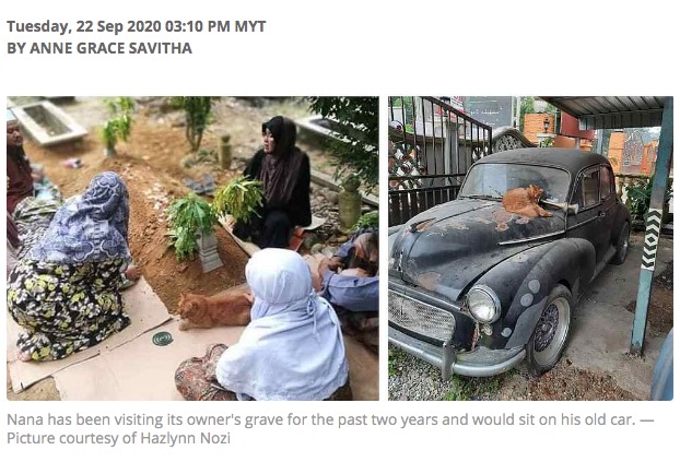 大好きだった飼い主を忘れない猫の“ナナ”（画像は『Malay Mail　2020年9月22日付「Malaysian cat Nana visits former owner’s grave every morning for two years now」（Picture courtesy of Hazlynn Nozi）』のスクリーンショット）