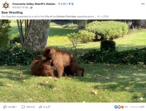 【海外発！Breaking News】「クマが出た」駆けつけた保安官、夢中で遊ぶ子グマの姿に立ち去るまでそっと見守る（米）＜動画あり＞