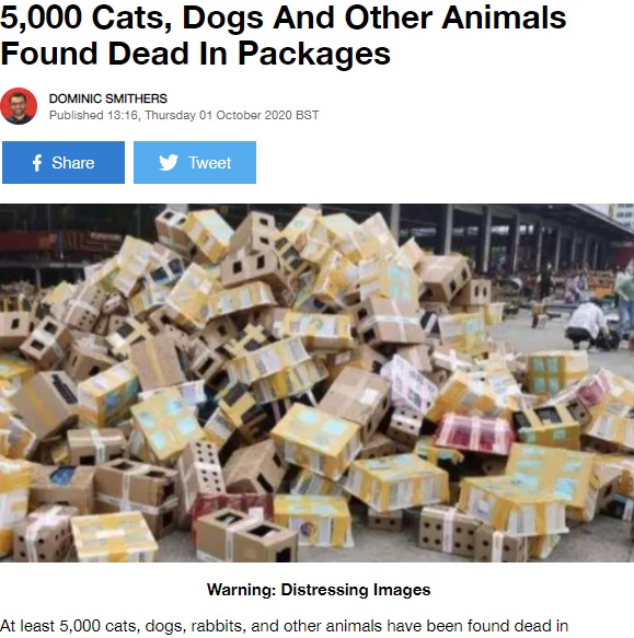 動物を梱包した箱で溢れ、悪臭を放つ物流センター（画像は『LADbible　2020年10月1日付「5,000 Cats, Dogs And Other Animals Found Dead In Packages」』のスクリーンショット）