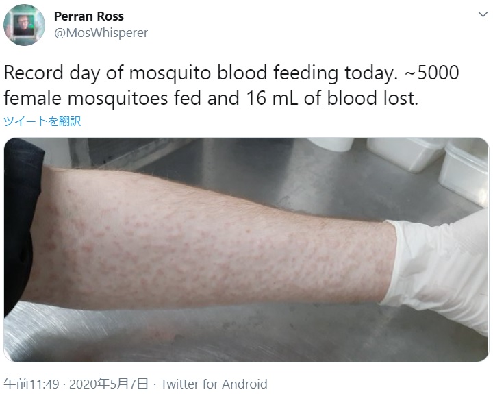 大量の蚊に刺されたペランさんの腕（画像は『Perran Ross　2020年5月7日付Twitter「Record day of mosquito blood feeding today.」』のスクリーンショット）