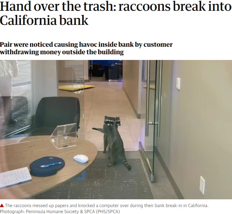 堂々と侵入した2匹（画像は『The Guardian　2020年10月22日付「Hand over the trash: raccoons break into California bank」（Photograph: Peninsula Humane Society ＆ SPCA（PHS/SPCA））』のスクリーンショット）