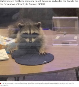 机の上で書類やコンピュータを触るアライグマ（画像は『The Guardian　2020年10月22日付「Hand over the trash: raccoons break into California bank」（Photograph: Peninsula Humane Society ＆ SPCA（PHS/SPCA））』のスクリーンショット）