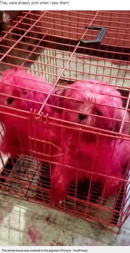 家じゅうがピンク色に染まり閉じ込められた2匹（画像は『Metro　2020年10月3日付「Naughty puppies that got into owner’s makeup bag turned totally pink」（Picture: ViralPress）』のスクリーンショット）