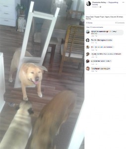 ドッグドアにはまったまま他の犬と一緒に遊ぶドラックス（画像は『Charmaine Hulley　2020年10月4日付Facebook「Diet time....」』のスクリーンショット）